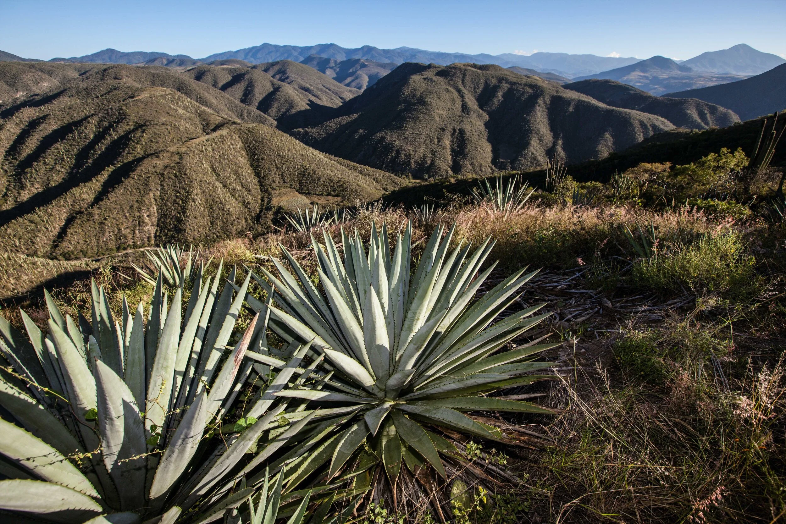 Mexicano Aquilino Batch A-06-M-19 — Mas Mezcal